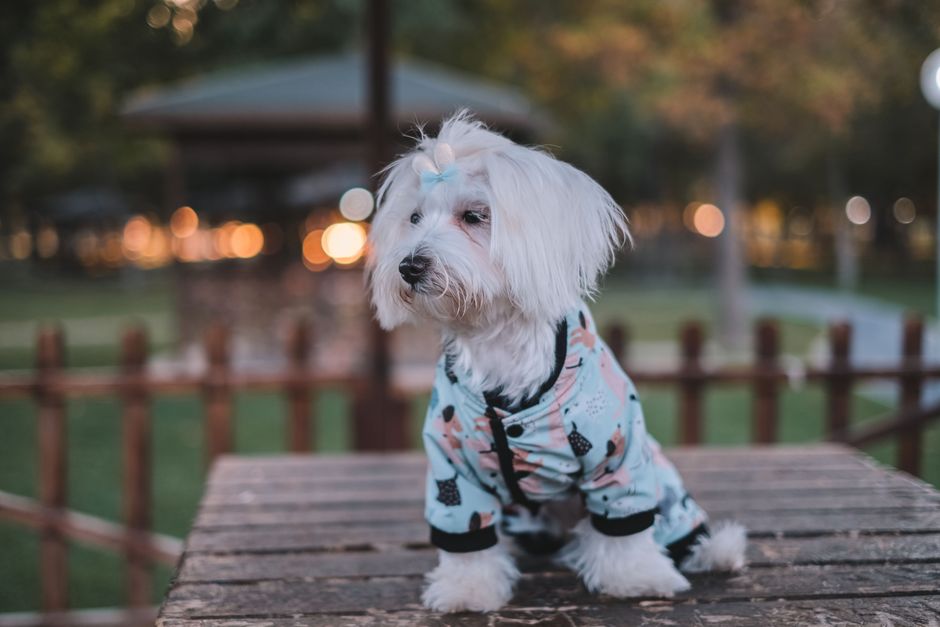 術後に犬服ロンパースを着せるときの注意点と失敗例のイメージ