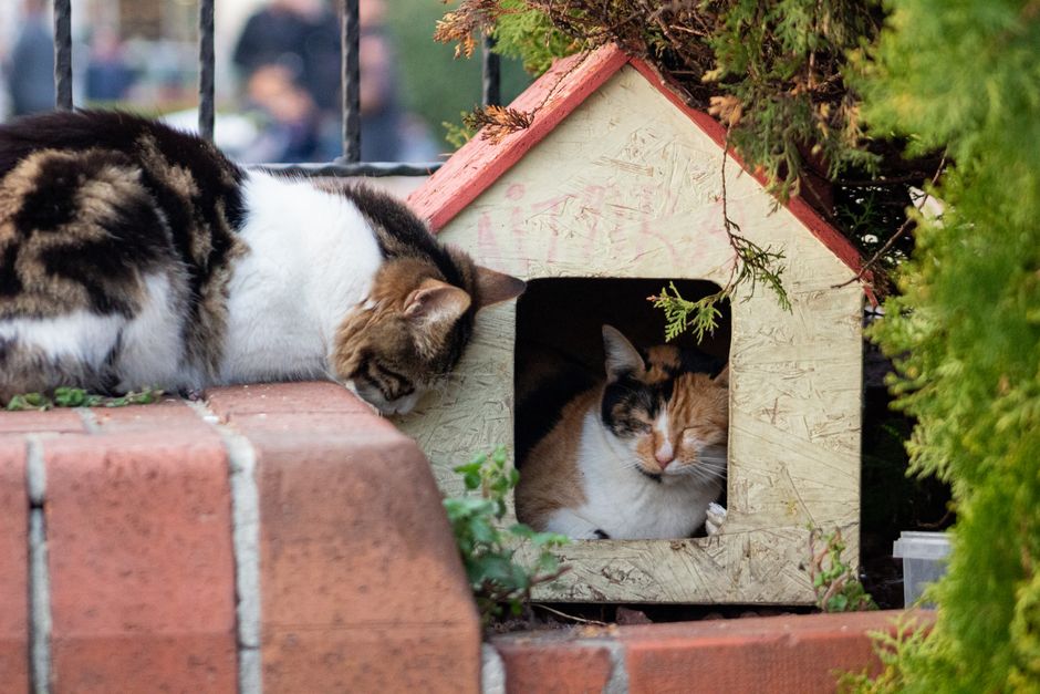 外猫・地域猫の冬の寒さ対策 屋外の猫ハウスで休む地域猫
