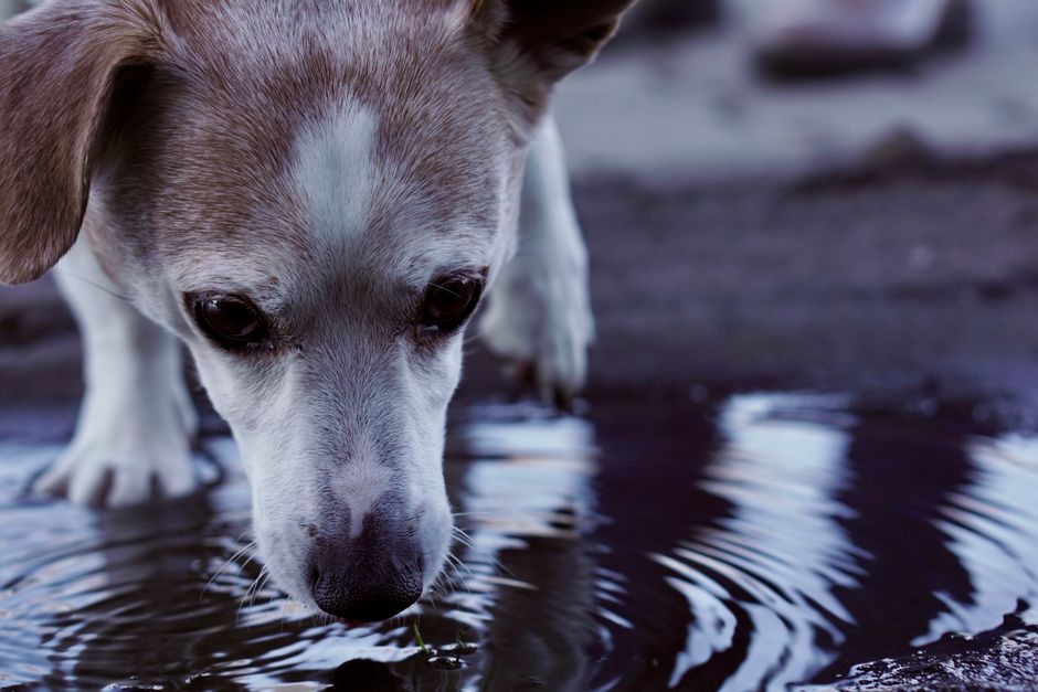 犬が冬に水を飲まない原因と対策 体重別・犬の1日の飲水量の目安のイメージ