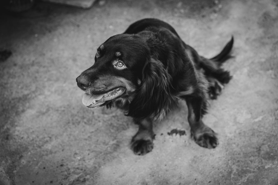 犬の留守番トレーニング 吠える・いたずらする・トイレを失敗するときの対策のイメージ