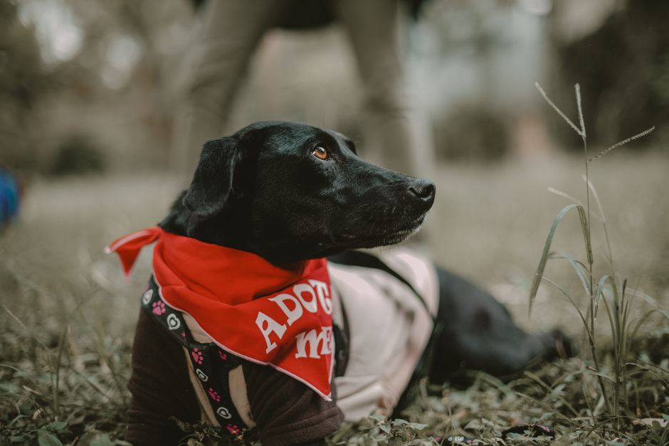 犬用スヌードおすすめ 付けっぱなしはNG？スヌードを安全に使うための注意点のイメージ