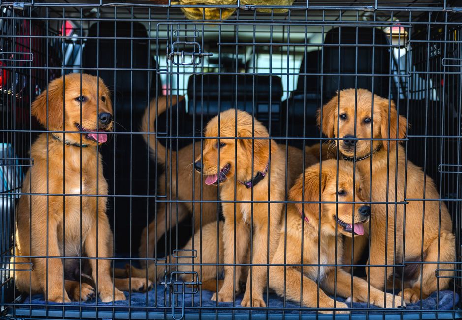 犬の留守番ケージおすすめ 狭いリビングでも圧迫感を抑えるケージの置き方のイメージ