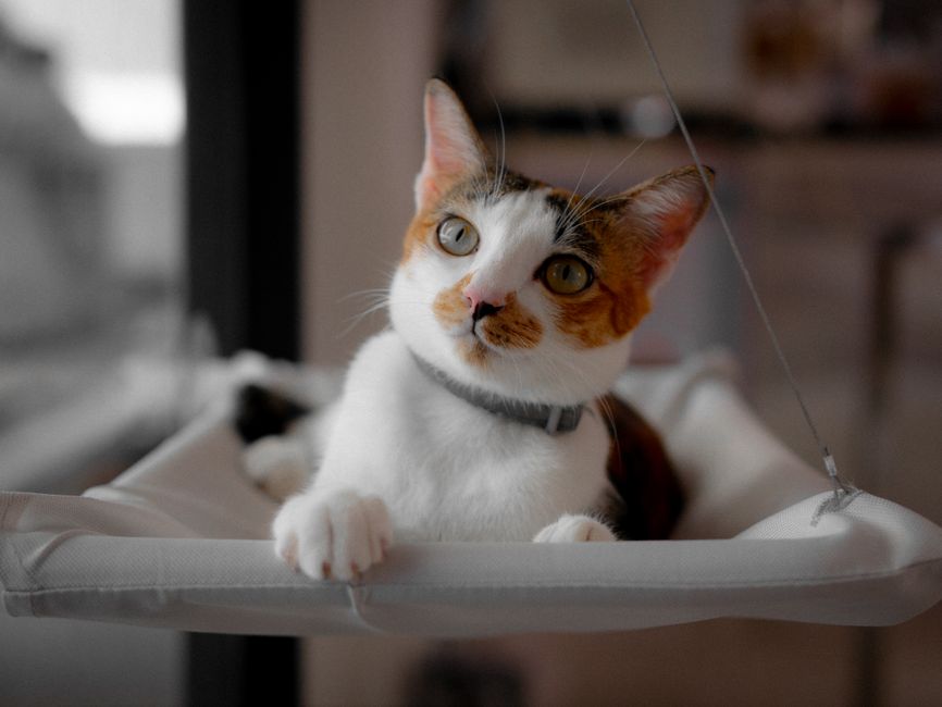 猫の窓ハンモックおすすめ 冬の窓辺で気をつけたい結露と冷え対策のイメージ