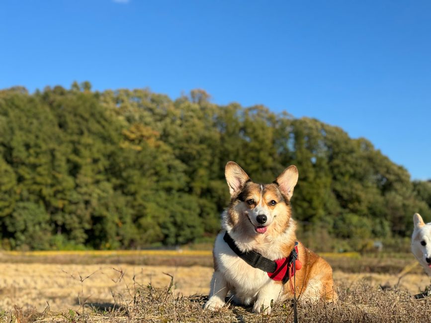犬の乾燥肌・フケ対策 保湿ケアの基本 スプレー・ローションを使うタイミングのイメージ