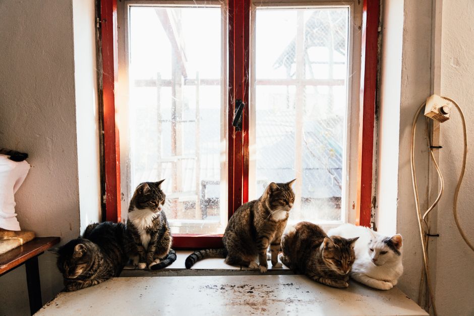 猫の多頭飼いにかかる費用 毎月の生活費は何倍になる？頭数別シミュレーションのイメージ