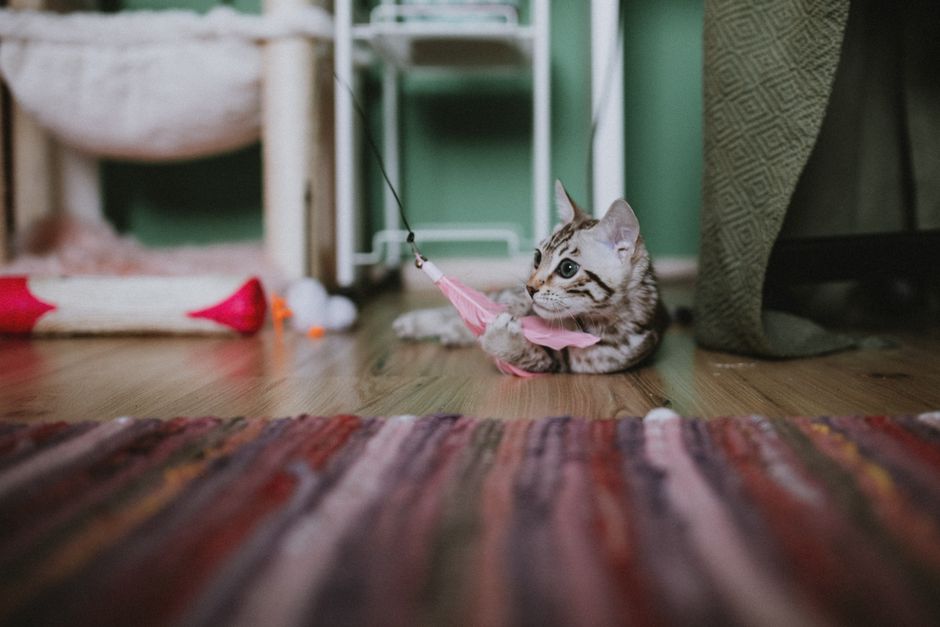 猫のおもちゃ 羽根付き猫じゃらしで遊ぶ子猫
