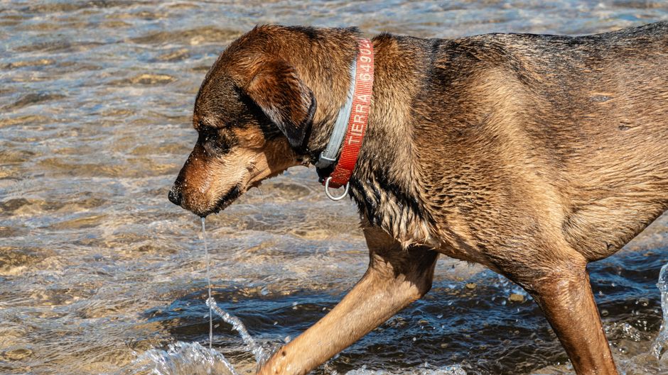 犬が冬に水を飲まない原因と対策 今日からできる、水を飲ませる工夫のイメージ