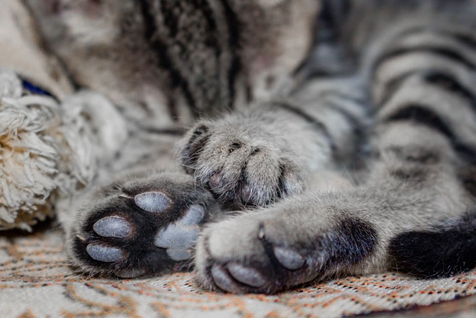 猫の爪の変色で考えられる原因のイメージ