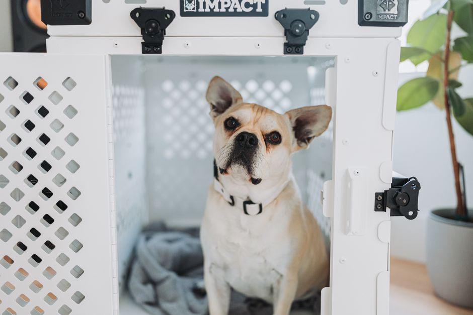 子犬の留守番トレーニング クレートの中で落ち着いて待つ犬