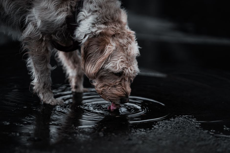 屋外で水を飲む犬(犬用給水器・水分補給のイメージ)