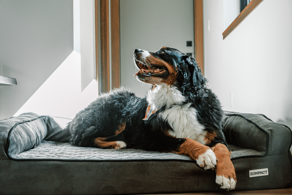 犬用クールマットおすすめ12選のイメージ