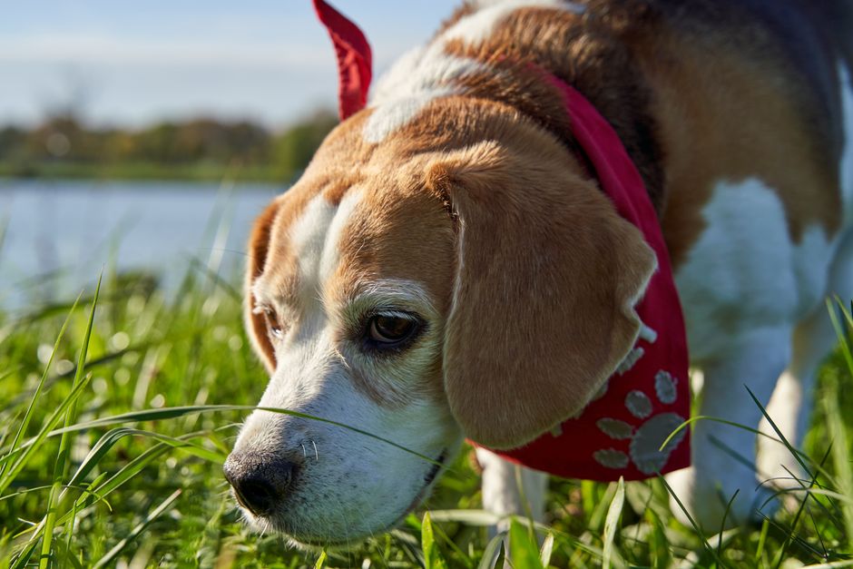 犬用ネッククーラーおすすめ10選のイメージ