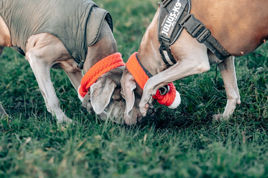 犬用アイスリングおすすめ比較のイメージ