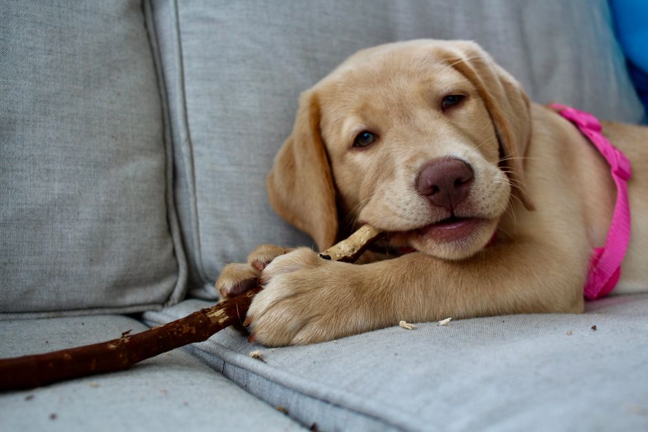 犬のしつけ本おすすめ10選のイメージ
