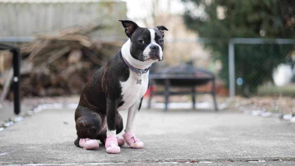 犬用ブーツ冬用おすすめ 脱げない・嫌がらないサイズの測り方と慣らし方のイメージ