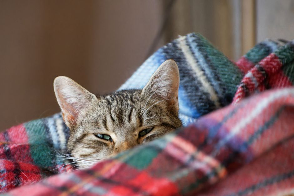 チェック柄の毛布にもぐって暖をとる猫（猫用こたつ選びのイメージ）