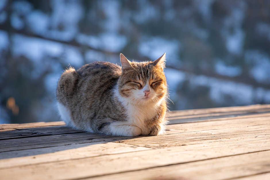 外猫・地域猫の冬の寒さ対策 中に入れてよい素材・避けたい素材のイメージ