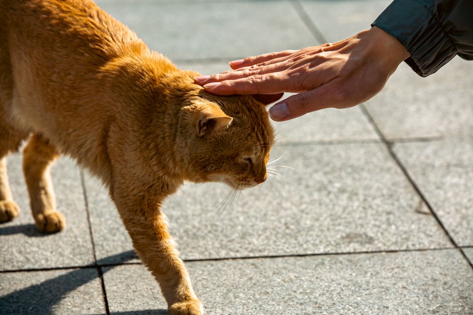 猫の多頭飼い 受け入れたサインと仲が悪いときの見分け方のイメージ