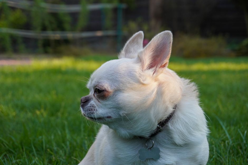 犬の光る首輪・迷子札おすすめ 迷子札はマイクロチップがあっても必要のイメージ