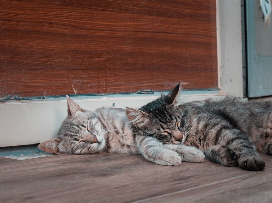 猫の多頭飼い 多頭飼いをスムーズにする環境づくりとおすすめグッズのイメージ