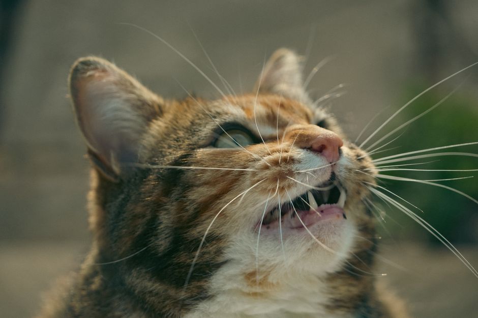 猫用デンタルケアおすすめ10選のイメージ