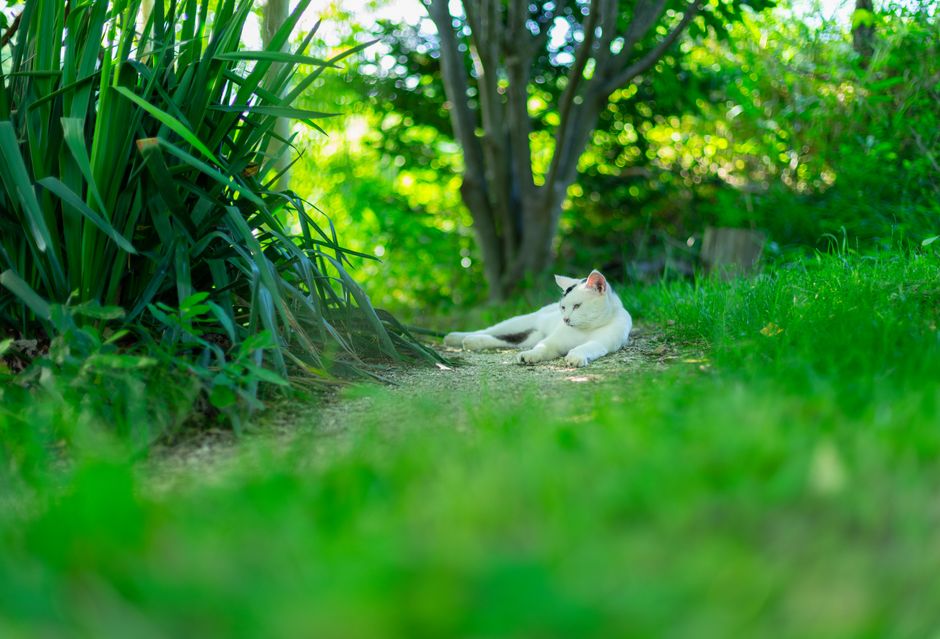 猫の夏バテ・食欲低下対策のイメージ
