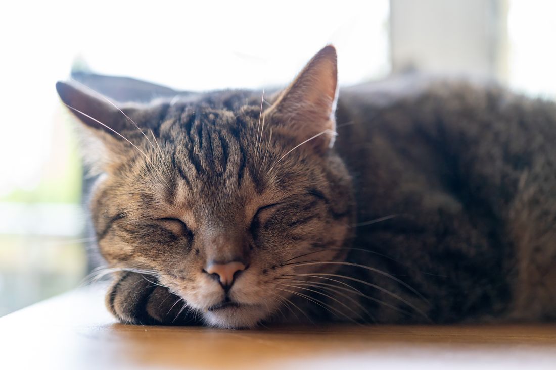猫の爪の変色と巻き爪チェック シニア猫の爪が太く厚くなる理由と日常ケア 日なたで眠る猫