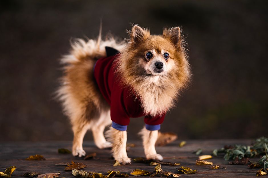 犬服もこもこおすすめ もこもこ犬服の静電気と毛玉を防ぐ方法のイメージ