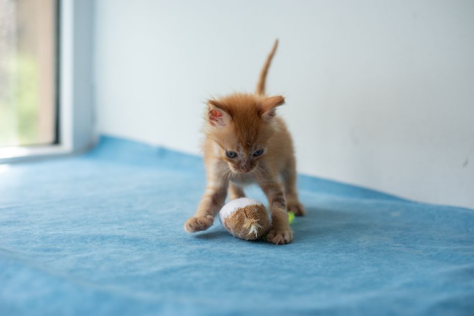 猫のおもちゃ年齢別おすすめ ボールで遊ぶ子猫