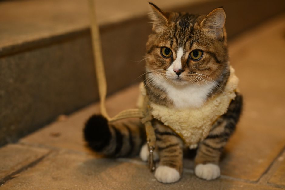 セーターを着た猫 犬用コートとの違いと猫用防寒着の選び方