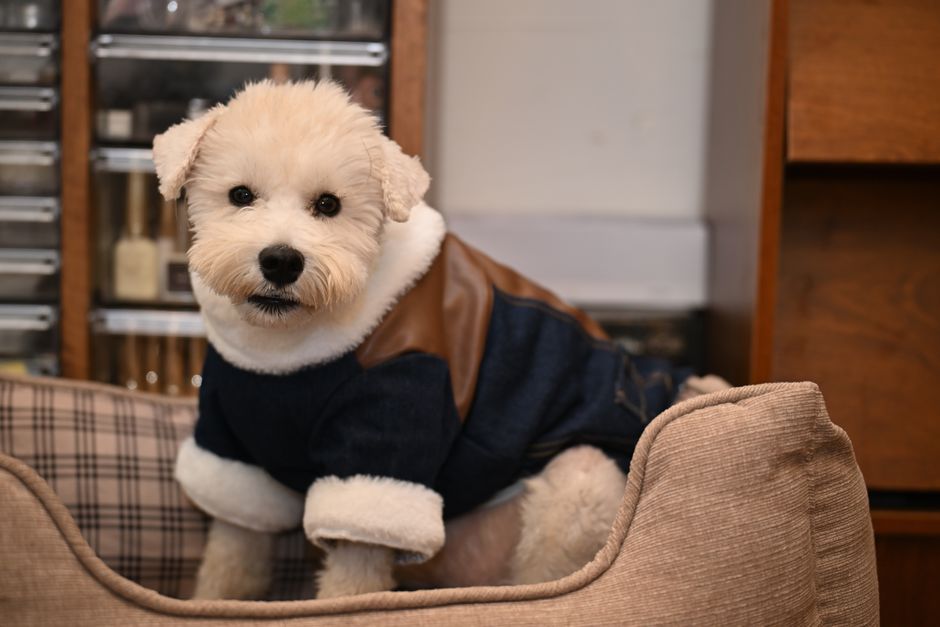 犬服の名前入りおすすめ オーダーメイドで失敗しない注文手順と納期の目安のイメージ
