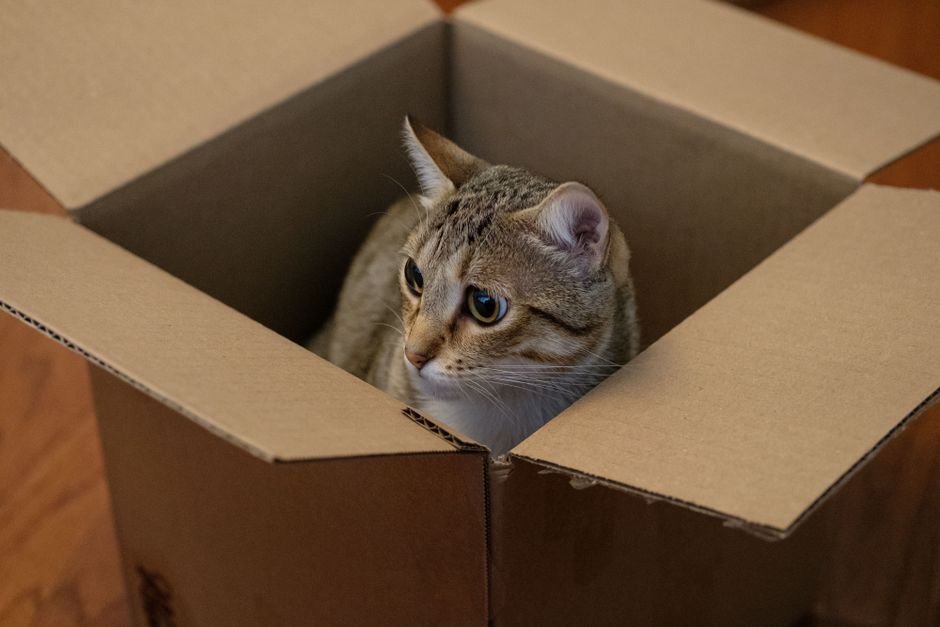 外猫・地域猫の冬の寒さ対策 段ボール箱の中に入って暖をとる猫