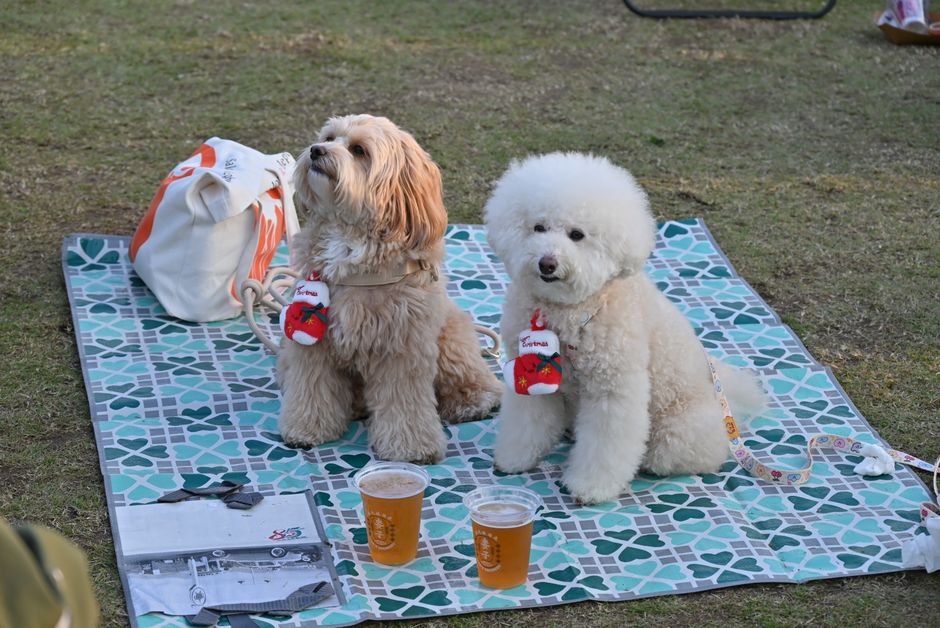 犬用ひんやりマット3タイプ徹底比較のイメージ