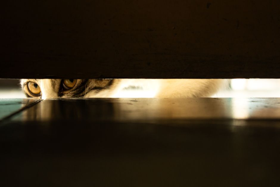 猫用こたつおすすめ比較 人間用こたつに猫が入るときの3つの注意点のイメージ