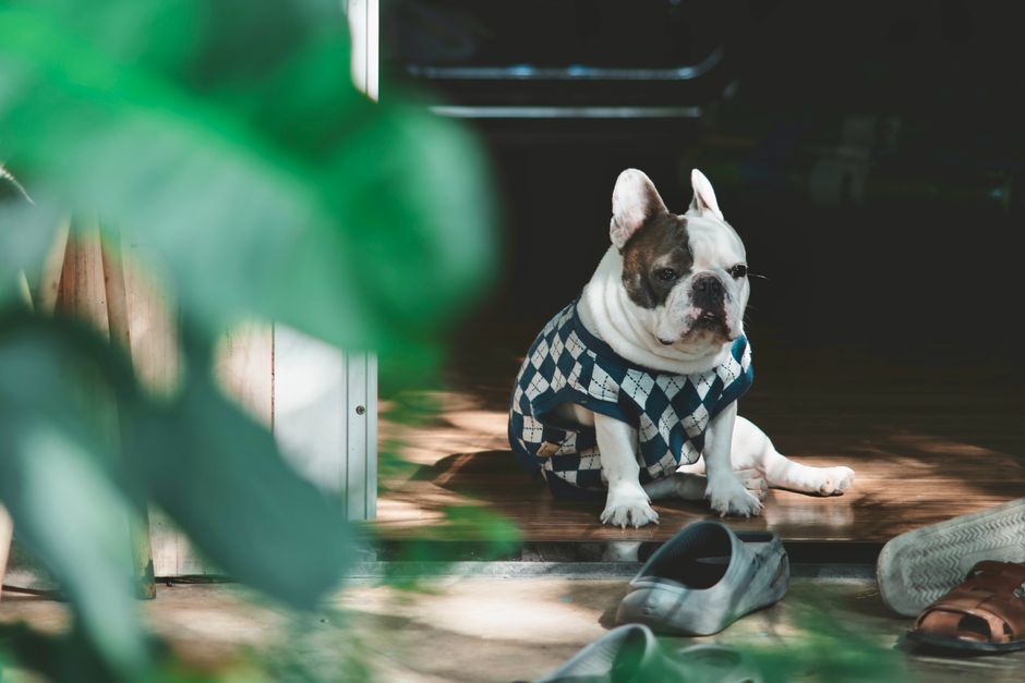 犬服ニットおすすめ タイプ別に見るニット犬服のおすすめと価格帯のイメージ