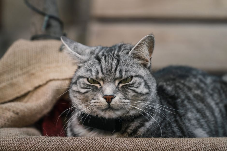 猫用こたつの電気代はいくら？消費電力別に試算のイメージ
