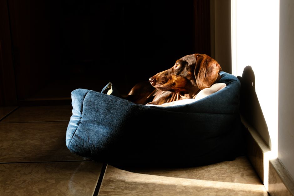 犬用スロープおすすめ ソファ・ベッドの高さ別 スロープの長さと角度の目安のイメージ