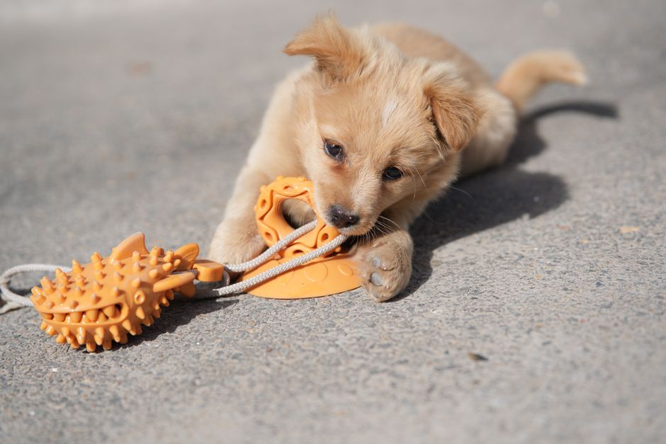 犬の分離不安対策グッズ 留守番を楽しい時間に変える知育トイの選び方のイメージ