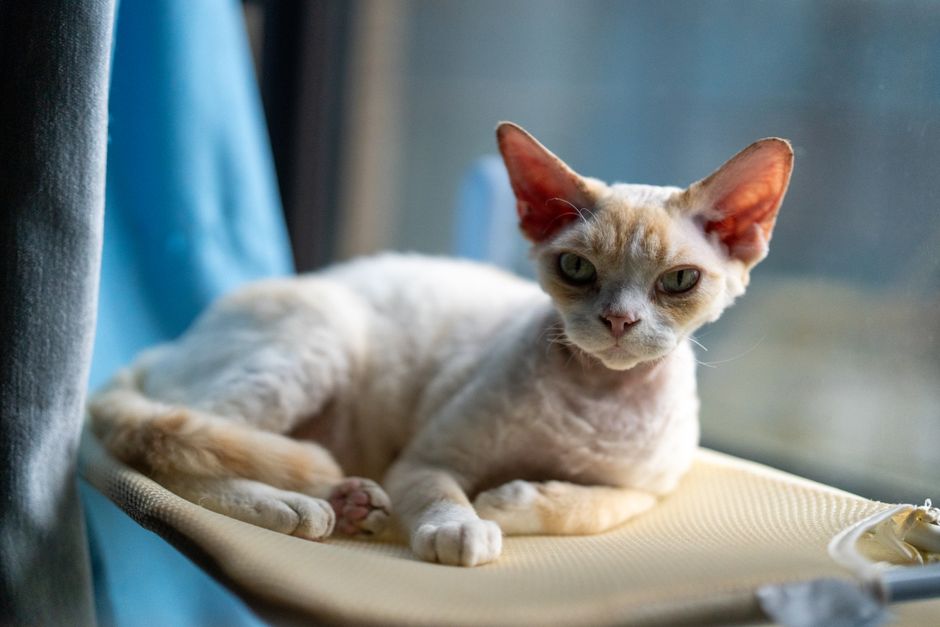 猫の窓ハンモックおすすめ比較 定番4製品のイメージ