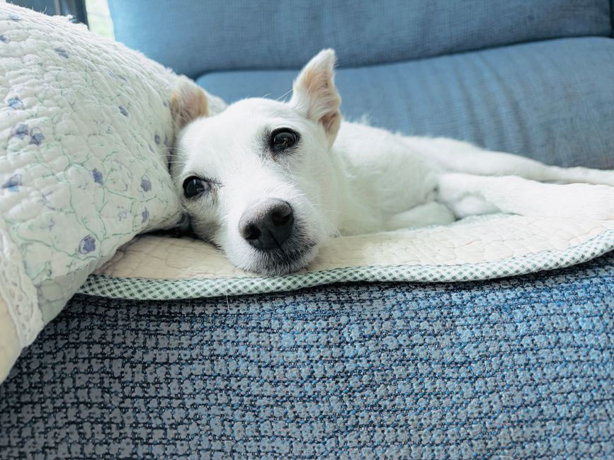 犬の乾燥肌・フケ対策 乾燥によるフケと病気のフケの見分け方のイメージ