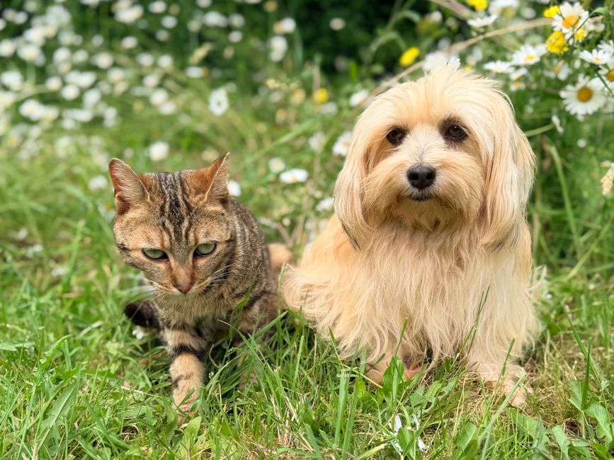 ペット用湯たんぽおすすめ ペット別の選び方｜猫・小型犬・うさぎなどのイメージ