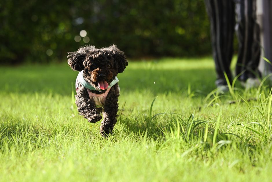犬服ディズニーおすすめ ディズニー犬服で失敗しないサイズ選びのコツのイメージ