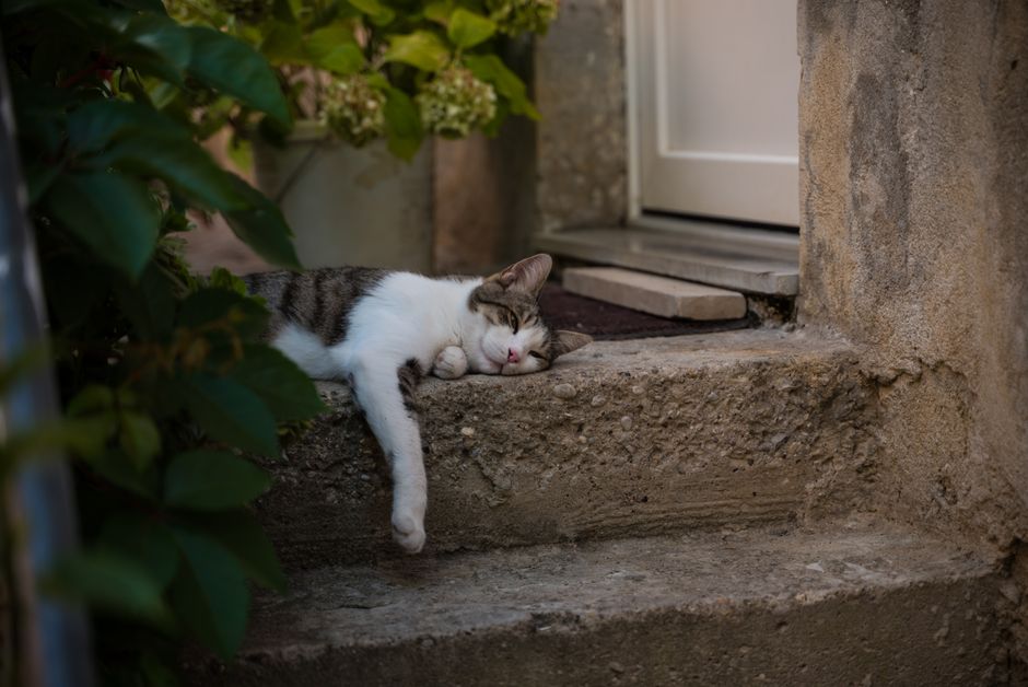 猫の多頭飼い 先住猫と新入り猫の慣らし方5ステップのイメージ