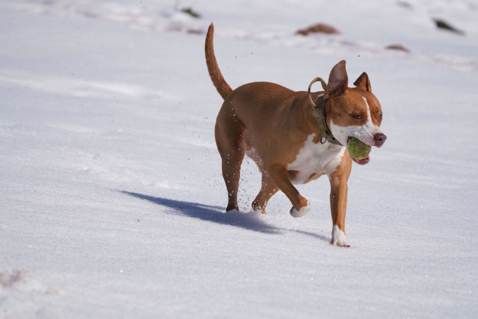 用途別に選ぶ犬用スヌードのおすすめタイプのイメージ