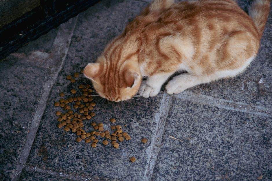 キャットフードおすすめ8選の比較表のイメージ