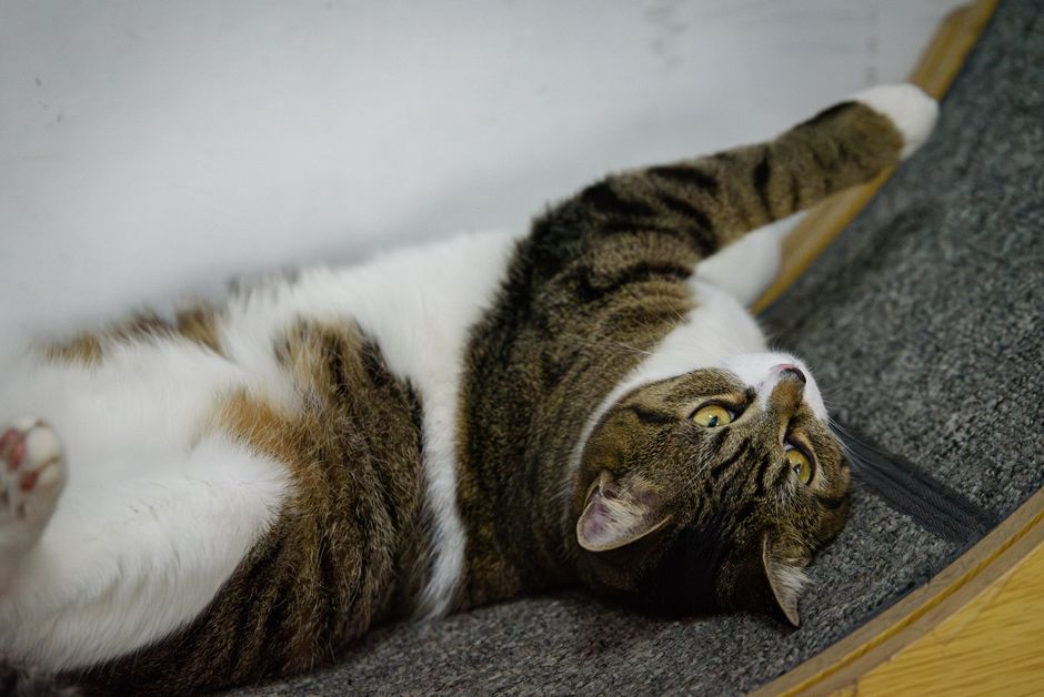 猫用キャットタワーおすすめ10選のイメージ