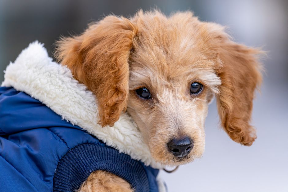 タイプ別に見る犬服もこもこのおすすめと価格帯のイメージ