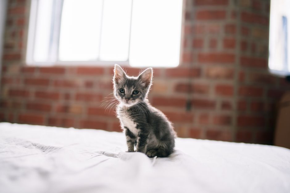 猫の防寒着・服 嫌がる猫の慣らし方と、すぐ脱がせるべきサインのイメージ
