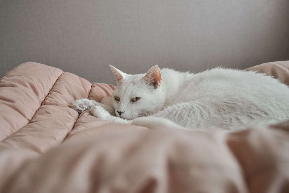 シニア猫の関節ケア 関節にやさしい冬用ベッドと保温の工夫のイメージ