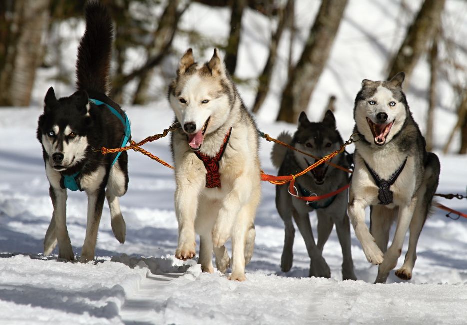 犬用クリスマスケーキの選び方｜原材料・サイズ・保存方法のイメージ